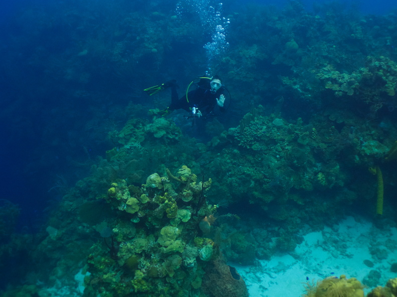 016  Diver on Reef IMG_8556.jpg
