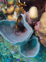 018  Brittle Star in Vase Sponge IMG_8561