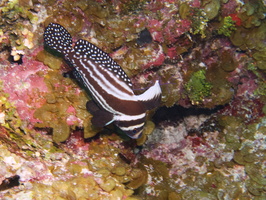 019  Spotted Drumfish IMG_8562