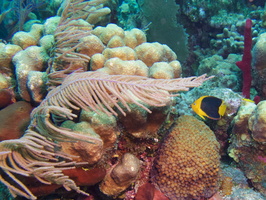 020  Rock Beauty and Soft Coral IMG_8563