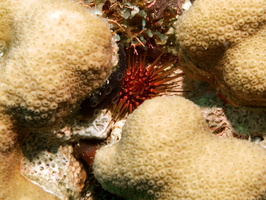 021  Reef Urchin IMG_8564