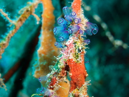 023  Painted Tunicate IMG_8567