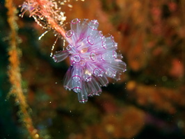 024  Painted Tunicate IMG_8571