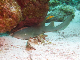 033  Nurse Shark IMG_8588