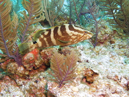 034  Nassau Grouper IMG_8590