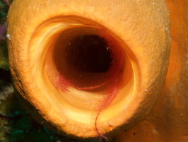 036  Brittle Star in Vase Sponge IMG_8595