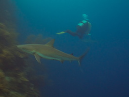 040  Nobuko and Reef Shark IMG_8611