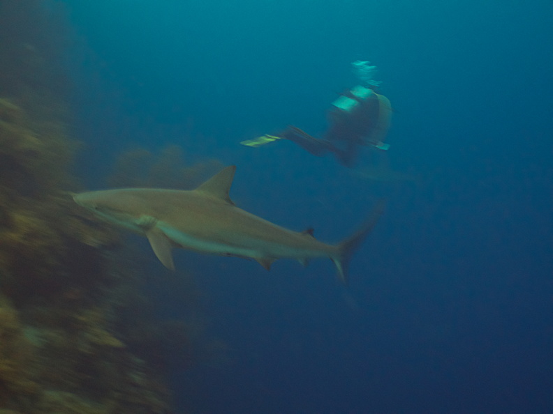 040  Nobuko and Reef Shark IMG_8611.jpg