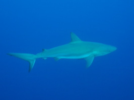 043  Caribbean Reef Shark IMG_8617