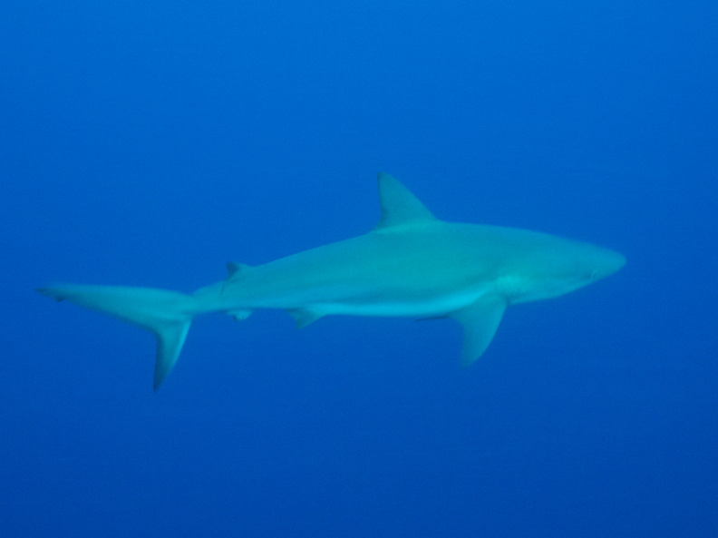 043  Caribbean Reef Shark IMG_8617.jpg