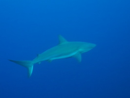 044  Caribbean Reef Shark IMG_8618