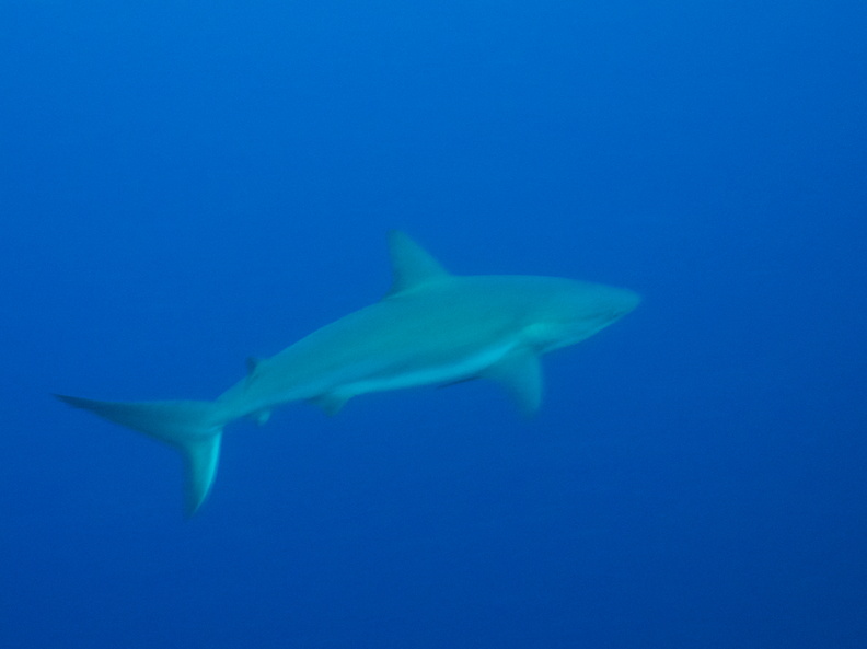 044  Caribbean Reef Shark IMG_8618.jpg