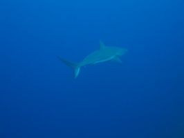 045  Caribbean Reef Shark IMG_8619