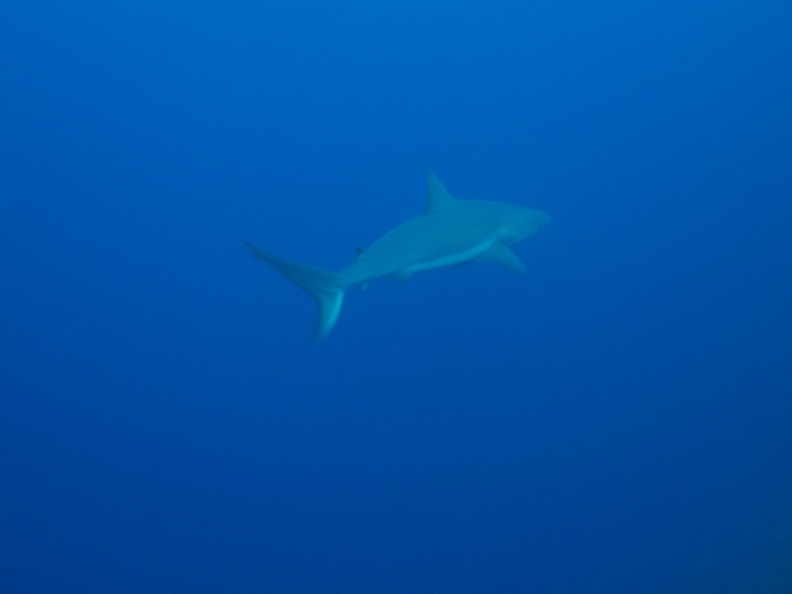 045  Caribbean Reef Shark IMG_8619.jpg