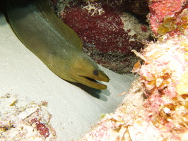 049  Green Moray IMG_8625