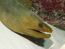 050  Green Moray IMG_8626