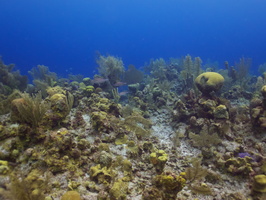 052  Reef IMG_8634