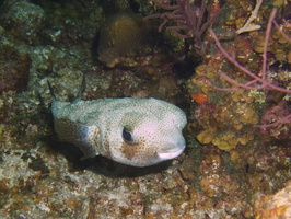 056  Pufferfish IMG_8641