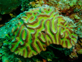 001  Ridged Cactus Coral IMG_8850