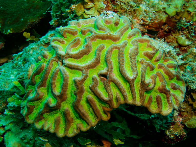 001  Ridged Cactus Coral IMG_8850.jpg