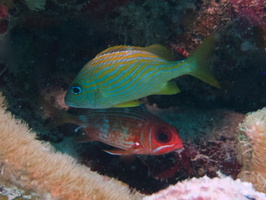 031  French Grunt and Longspine Squirrelfish IMG_8857