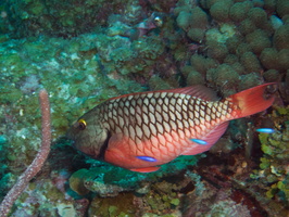037  Stoplight Parrotfish Initial Phase IMG_8871