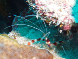 038  Banded Coral Shrimp IMG_8876
