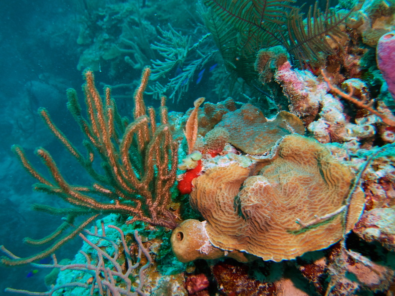 040  Fragile Saucer Coral and bent Sea Rod IMG_8881.jpg