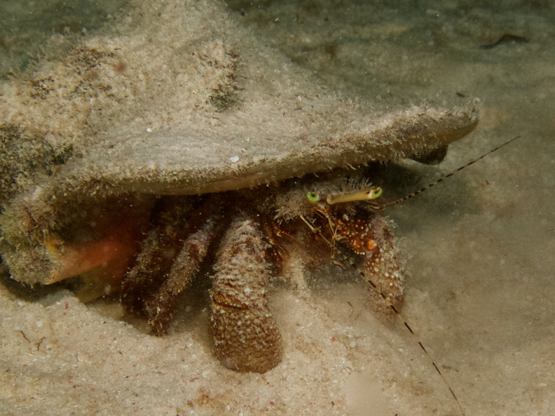 052  Giant Hermit Crab IMG_8907.jpg