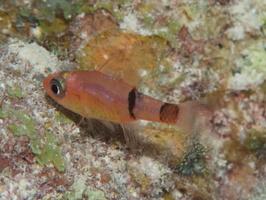 055  Barred Cardinalfish IMG_8917