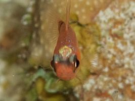 056  Barred Cardinalfish IMG_8920