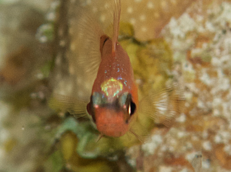 056  Barred Cardinalfish IMG_8920.jpg
