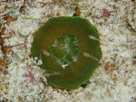 009  Solitary Disk Coral IMG_8929
