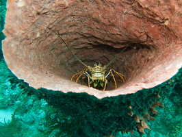 010  Spiny Lobster in Barrel Sponge IMG_8932