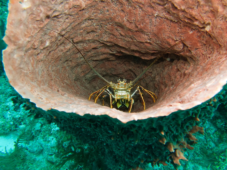 010  Spiny Lobster in Barrel Sponge IMG_8932.jpg