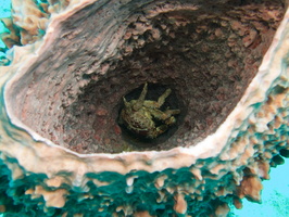 013  Channel Cling Crab in Barrel Sponge IMG_8936