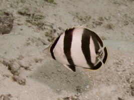 017  Banded Butterflyfish IMG_8940