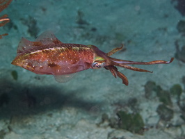 033  Caribbean Reef Squid IMG_8975