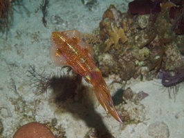 035  Caribbean Reef Squid IMG_8977