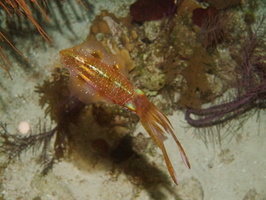036  Caribbean Reef Squid IMG_8978