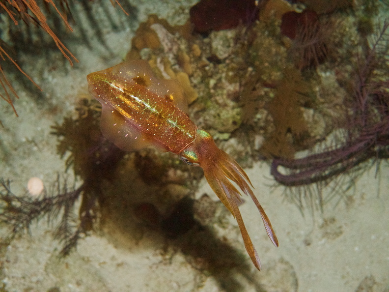 036  Caribbean Reef Squid IMG_8978.jpg