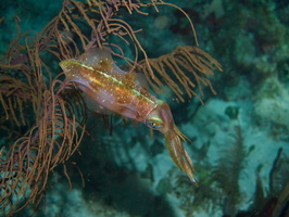037  Caribbean Reef Squid IMG_8979
