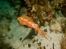 039  Caribbean Reef Squid IMG_8984
