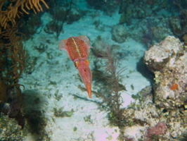 040  Caribbean Reef Squid IMG_8985