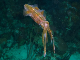 042  ICaribbean Reef Squid MG_8987