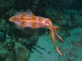 043  Caribbean Reef Squid IMG_8988