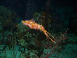 044  Caribbean Reef Squid IMG_8989