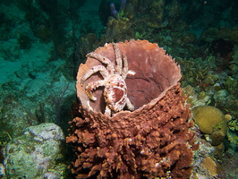 046  Channel Cling Crab in Barrel Sponge IMG_8994
