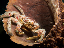 047  Channel Cling Crab in Barrel Sponge IMG_8995
