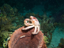 048  Channel Cling Crab on Barrel Sponge IMG_8996